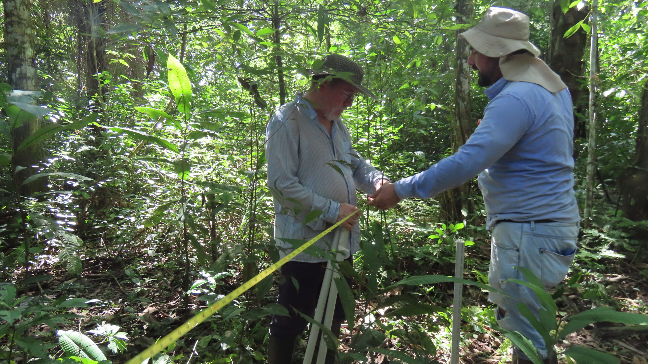 Instalamos dos parcelas permanentes en el corregimiento San Miguel del Tigre, Yondó, Antioquia.